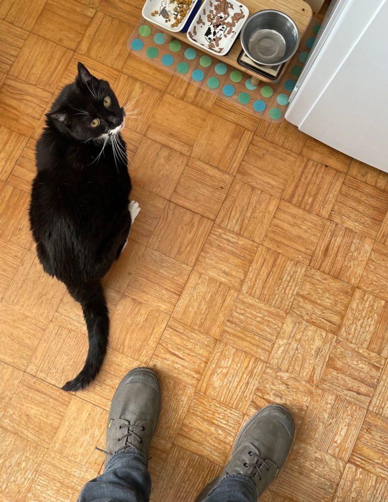 Cat food (sparse) in bowls. Cat, black and white, looking up at camera hopefully. Feet we can only assume belong to the photographer. 