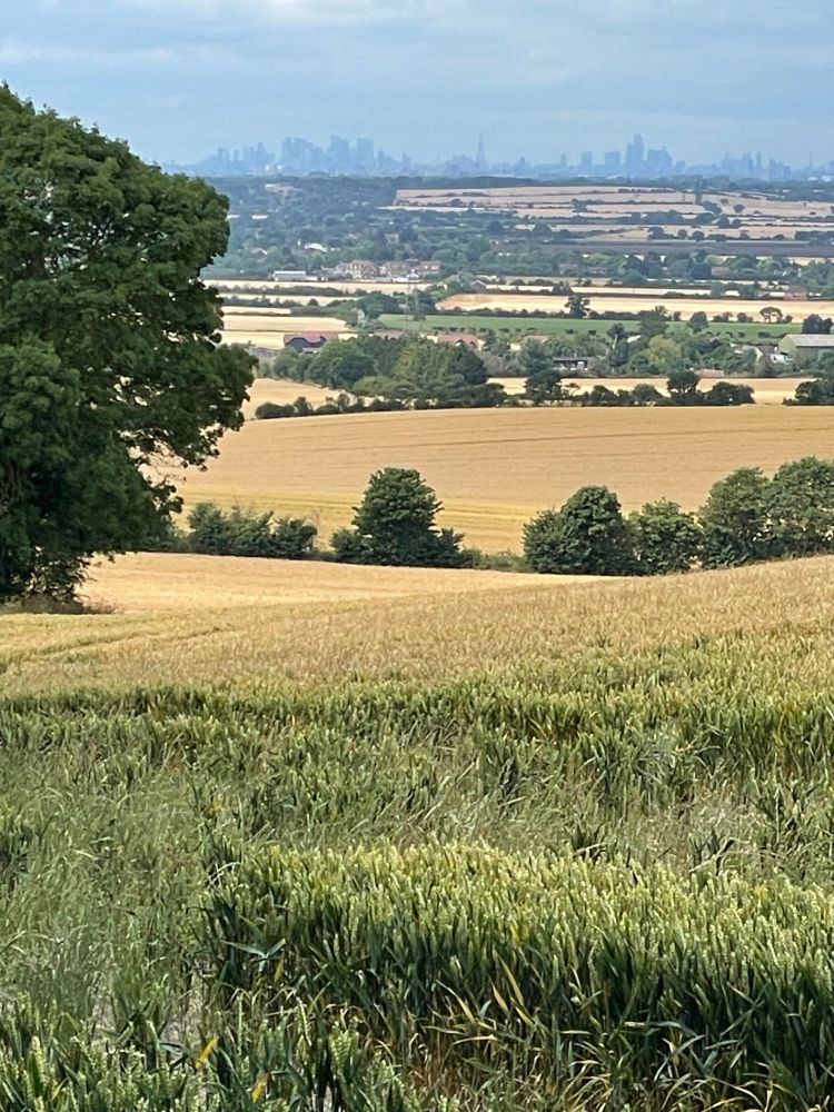View of fields, and skyscrapers on horizon