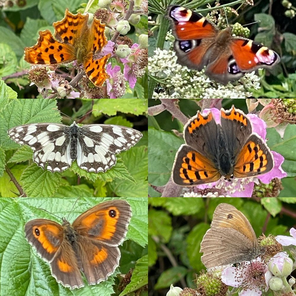 Six pictures of butterflies. 