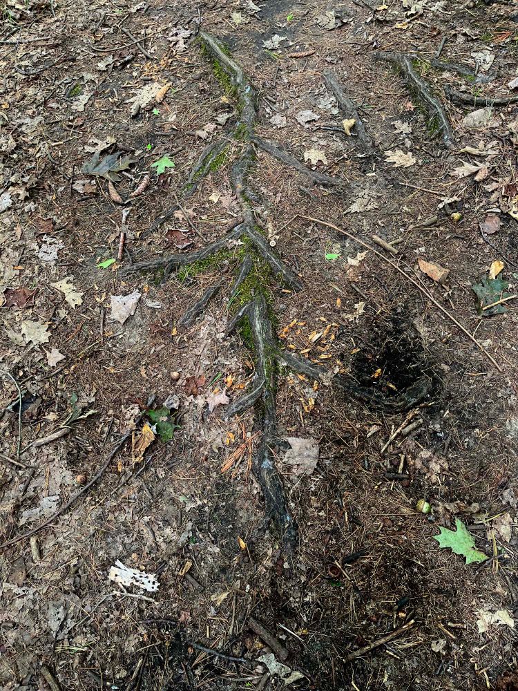 Tree root on hiking trail