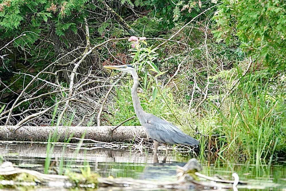 Great Blue Heron standing at the river's edge surrounded by greenery & there is a log on the left side