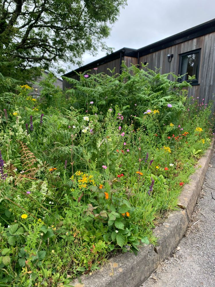 a patch of ground with a shed behind it. The ground is filled with plant growth - lots of Green with different plants, including lots of wildflowers in pink, orange, yellow and red. 