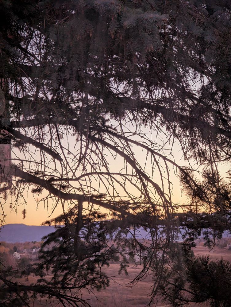 A picture of an open field, foothills, and sunset sky, mostly obscured by a half dead pine tree