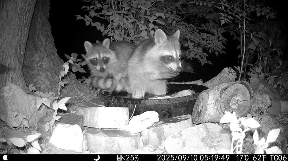 Two raccoons standing in a pan of water, one of which is gnawing on something and looking sinister.