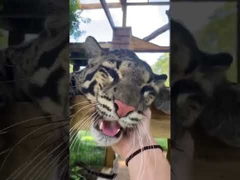 Talkative Clouded Leopard 🐆