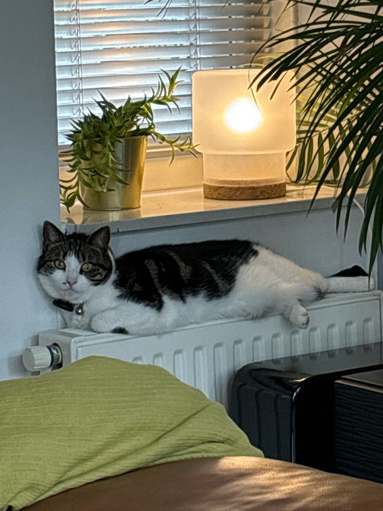 Kat die languit op de verwarming ligt (ipv buiten in een hagelbui rondloopt)