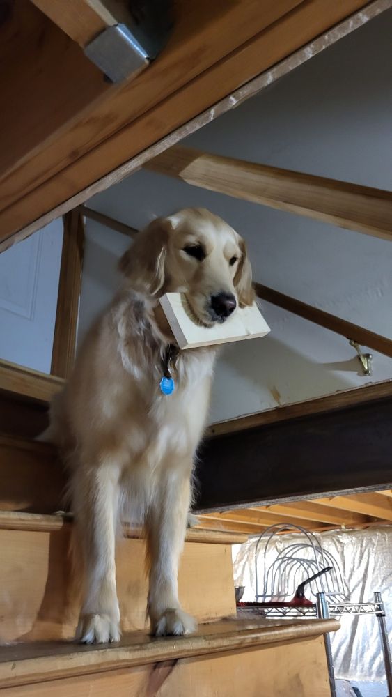 Goofball golden retriever sits at the top of basement stairs holding a board that she definitely is not allowed to have.