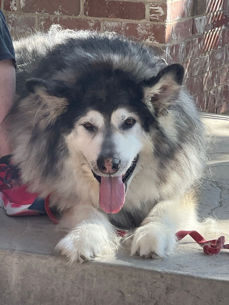 Picture of my goodest boy Knight