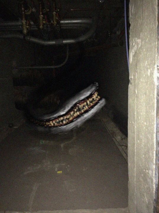 a flash photograph of a dirty basement, the ceiling is lined with pipes of various sizes. the long snout of a wolf curves towards the camera like a giant snake, lined with countless yellow fangs.