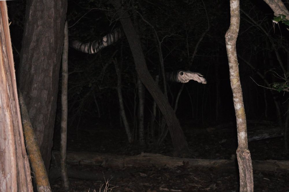 the skull of a horse extends impossibly from behind a tree on a long neck, in a dark forest photo. the scene is lit by a camera flash.