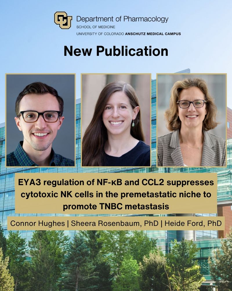 New Publication
EYA3 regulation of NF-κB and CCL2 suppresses cytotoxic NK cells in the premetastatic niche to promote TNBC metastasis
Connor Hughes, Sheera Rosenbaum, PhD, and Heide Ford, PhD