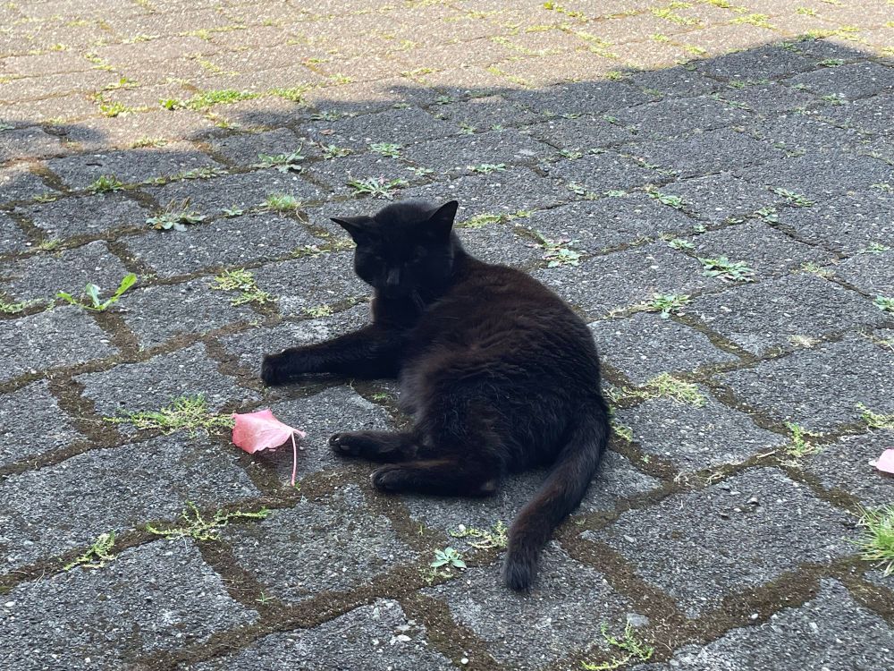 Eine Katze liegt auf einem gepflasterten Hof - vor ihr ein Blatt.