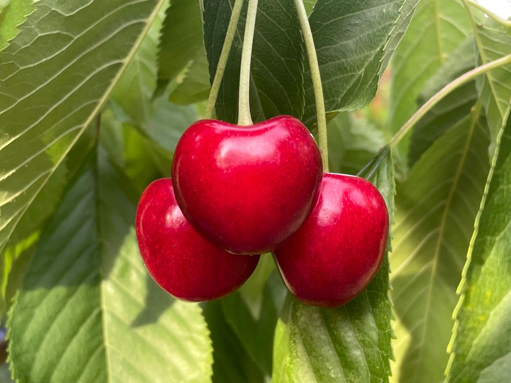 Drei rote Kirschen am Baum vor grünem Blattwerk.