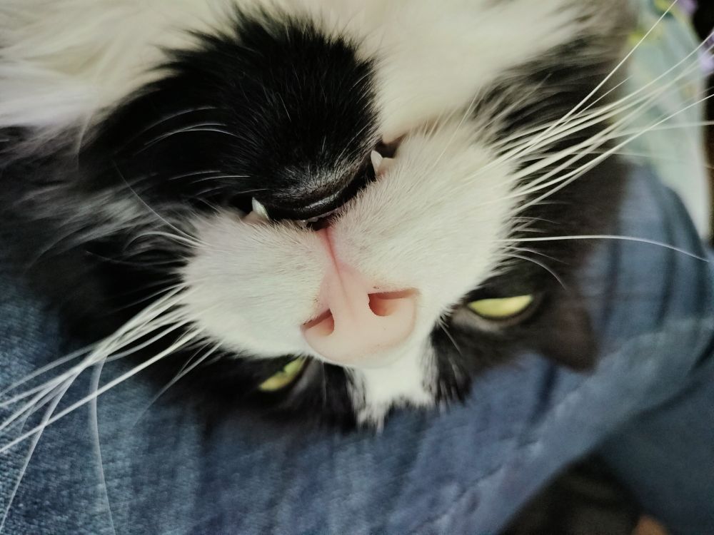 Tuxedo cat laying on his back, with his eyes half open. You can see his little fangs and up his bright pink nose. What a goof!