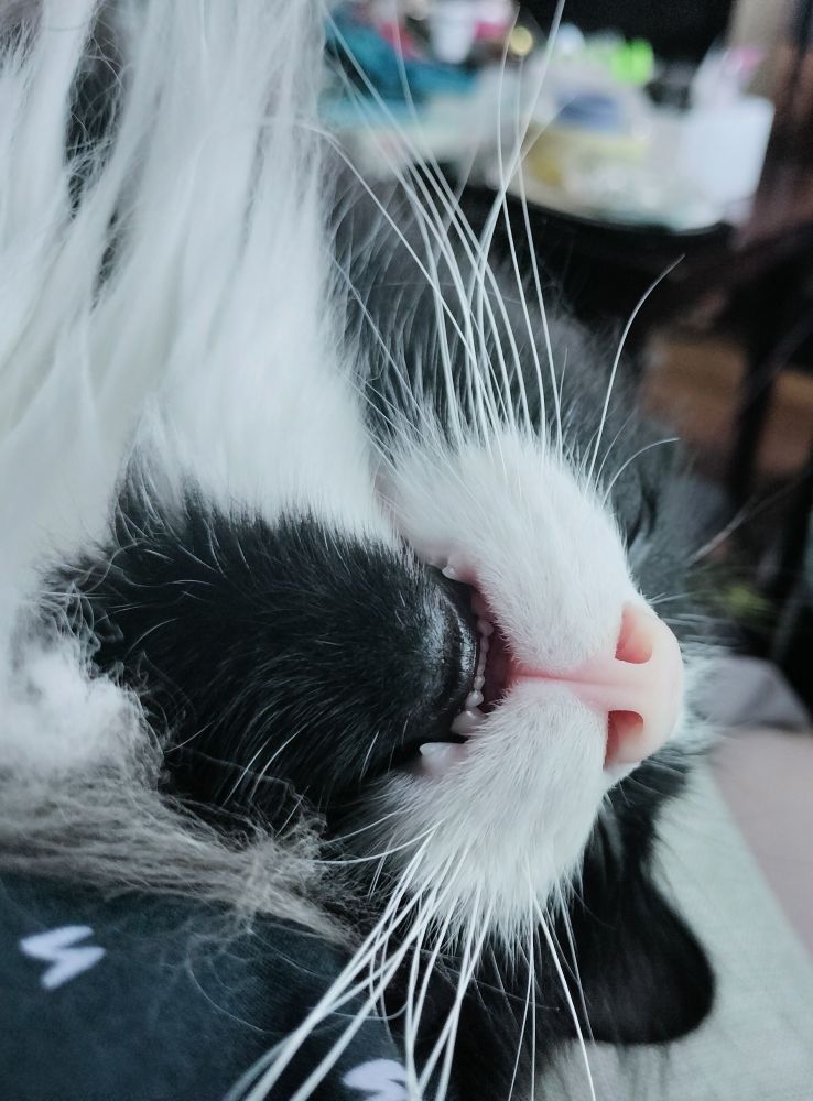 Tuxedo cat sleeping sideways with his mouth open. You can see his cute little tiny teeth!!! And up his nose.