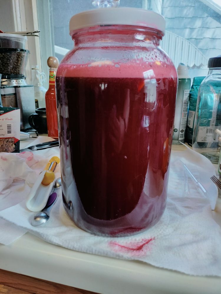 1 gallon glass jar of a deep red, foamy mixture, soon to be a raspberry mead