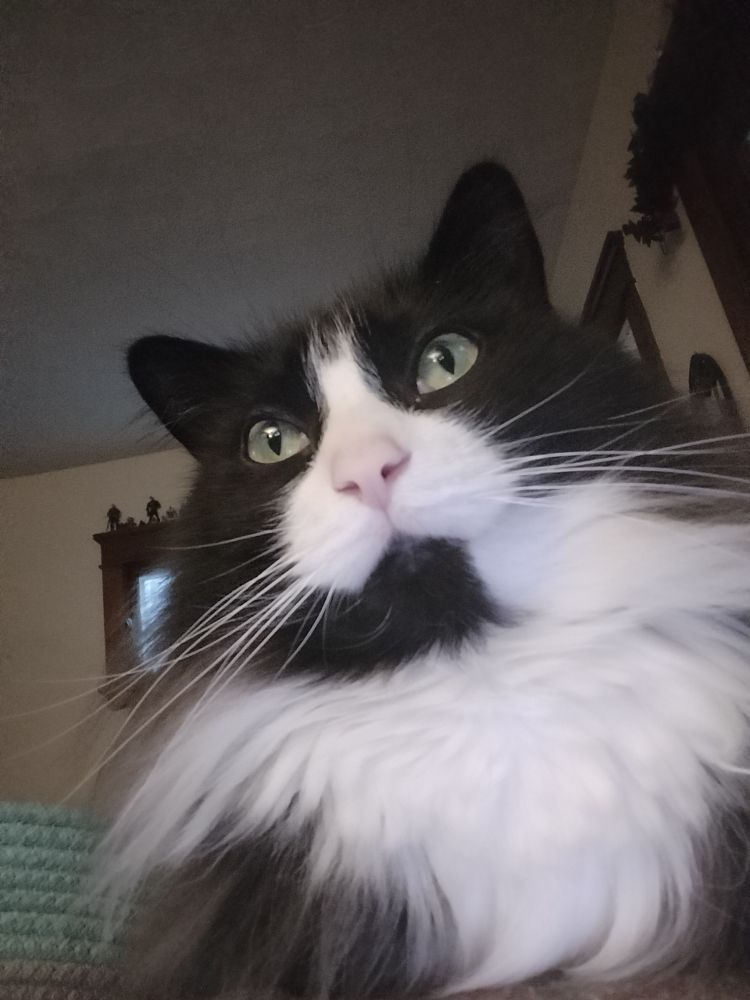 Tuxedo cat gazing upwards (at a TV which is not pictured) looks very calm and amused