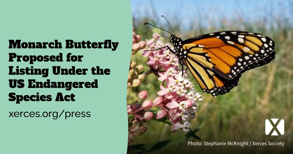“Monarch Butterfly Proposed for Listing Under the US Endangered Species Act” A monarch butterfly happily feeding on a swamp milkweed flower, showing its orange and black wings in profile.