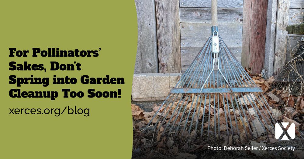 “For Pollinators' Sakes, Don’t Spring into Garden Cleanup Too Soon!” A rake leaning on the exterior of a garden shed, with dried leaves left, untidied, on the ground.