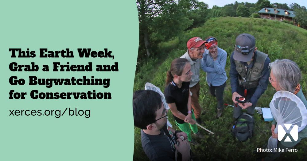 “This Earth Week, Grab a Friend and Go Bugwatching for Conservation” Several Firefly Atlas volunteers gathered around, looking at photos of a firefly they have just found.