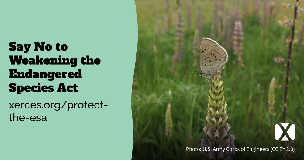 “Say No to Weakening the Endangered Species Act” Endangered Fender's blue butterfly at a restoration site near Fern Ridge