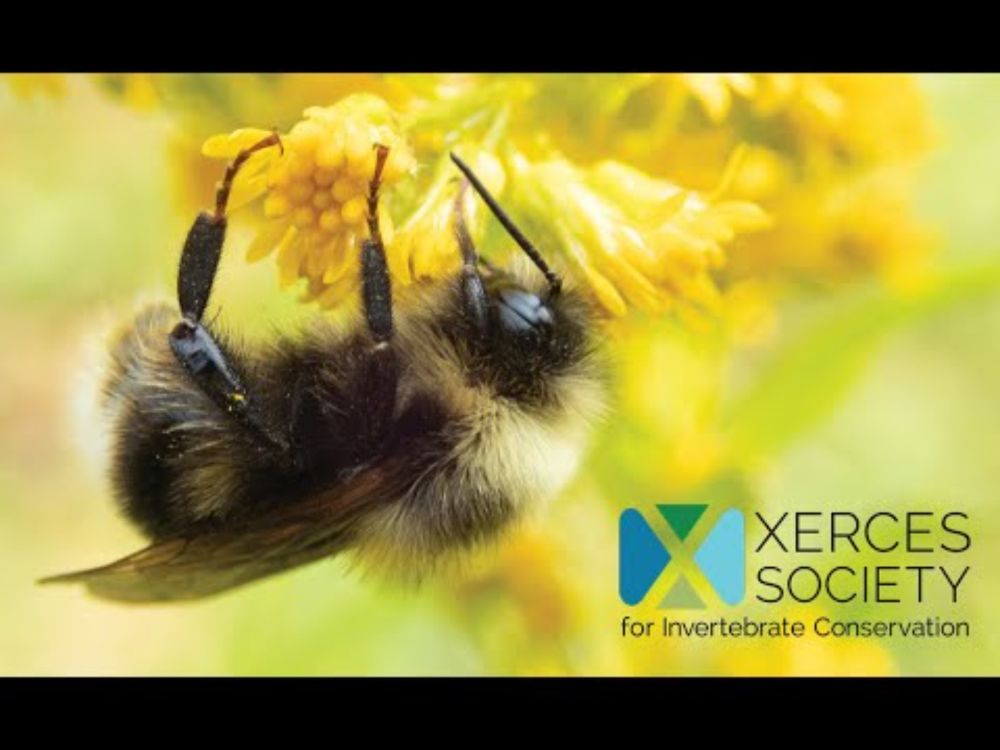 The Xerces Society: Protecting the Life that Sustains Us