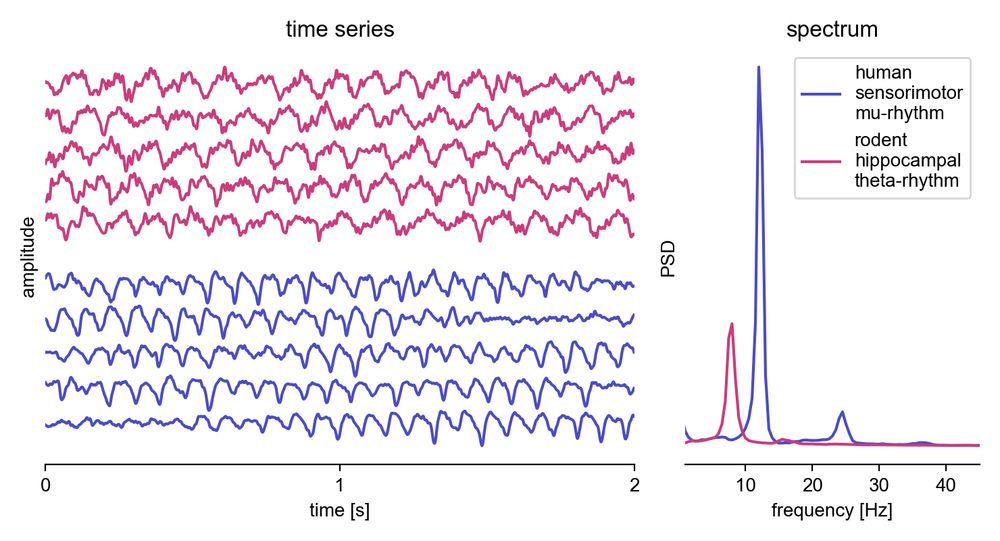 time series and spectra of human and rodent electrophysiological data