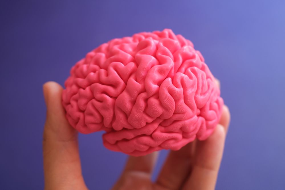 3D printed brain