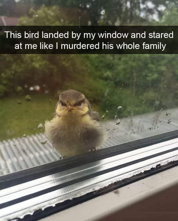 Bird of the day