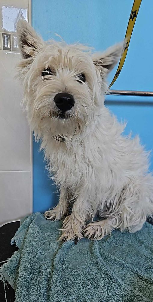 White terrier dog sitting on a blue towel after a bath, with disgruntled expression