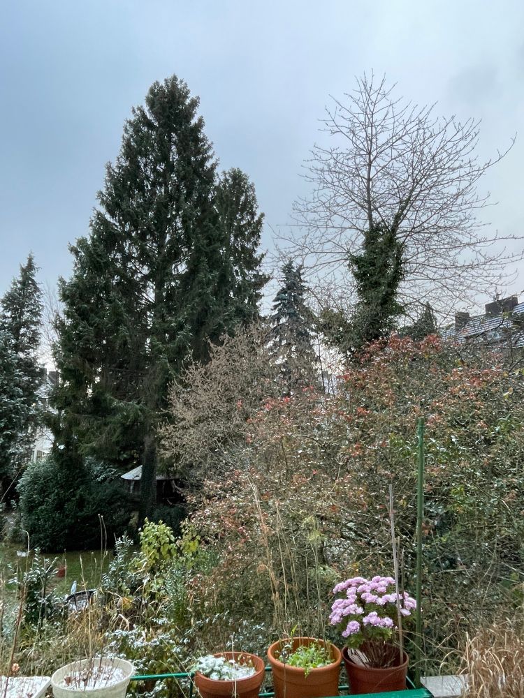 Blick vom Küchenfenster in den Garten, es liegt ganz zart ein wenig Schnee auf den Blumentöpfen und den Büschen und Bäumen