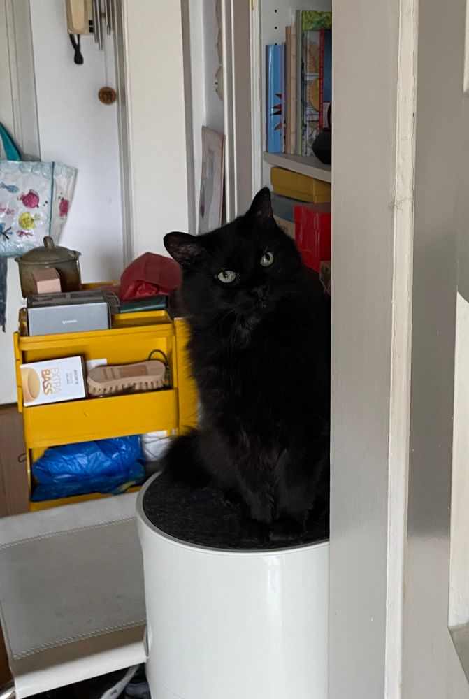 Eddie, der flauschige kleine schwarze Kater, sitzt auf einem runden, weißen Container vor einer offenen Tür und schaut nach oben, hinter ihm ein gelber Container mit Krimskrams