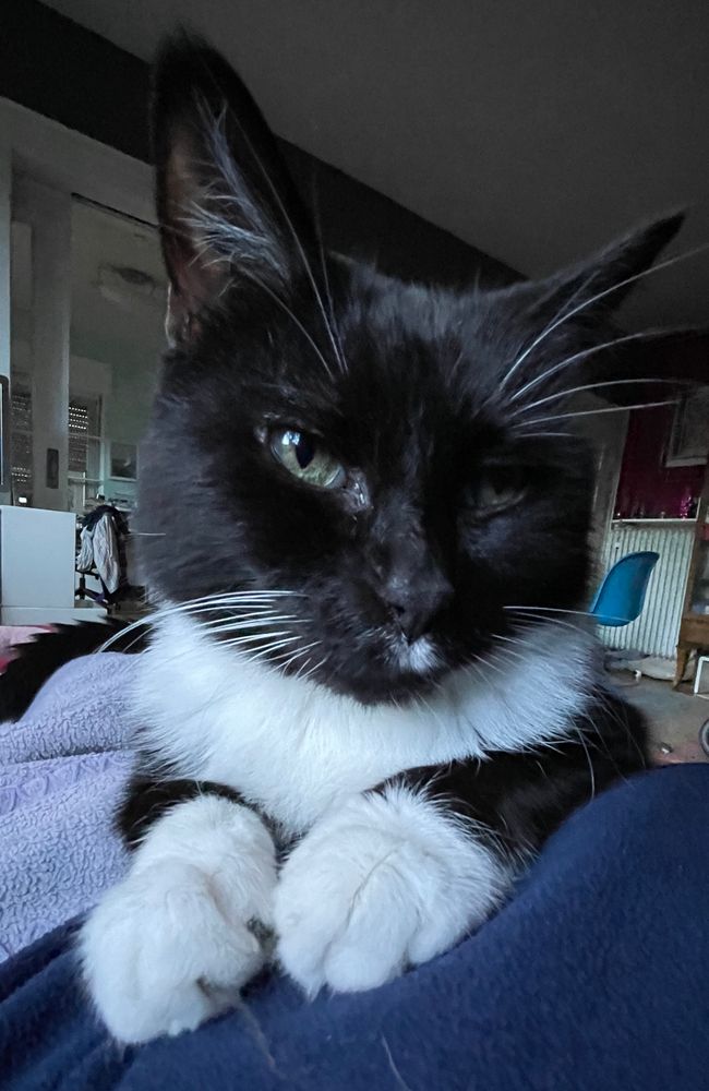 Socke, der kleine schwarz-weiße Kater liegt auf mir, man sieht seine weißen Pfötchen und seinen Latz mit den weißen Schnurrhaaren und dem Näschen