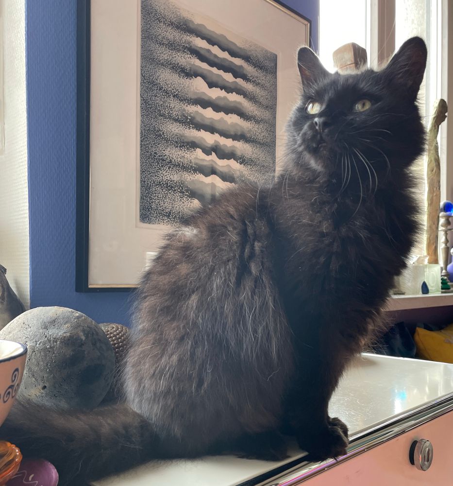 Eddie, der flauschige kleine, schwarze Kater, sitzt aufrecht auf dem weißen Regal und schaut nach hinten, im Hintergrund ein Bild an der Wand und Krimskrams auf den Fensterbänken