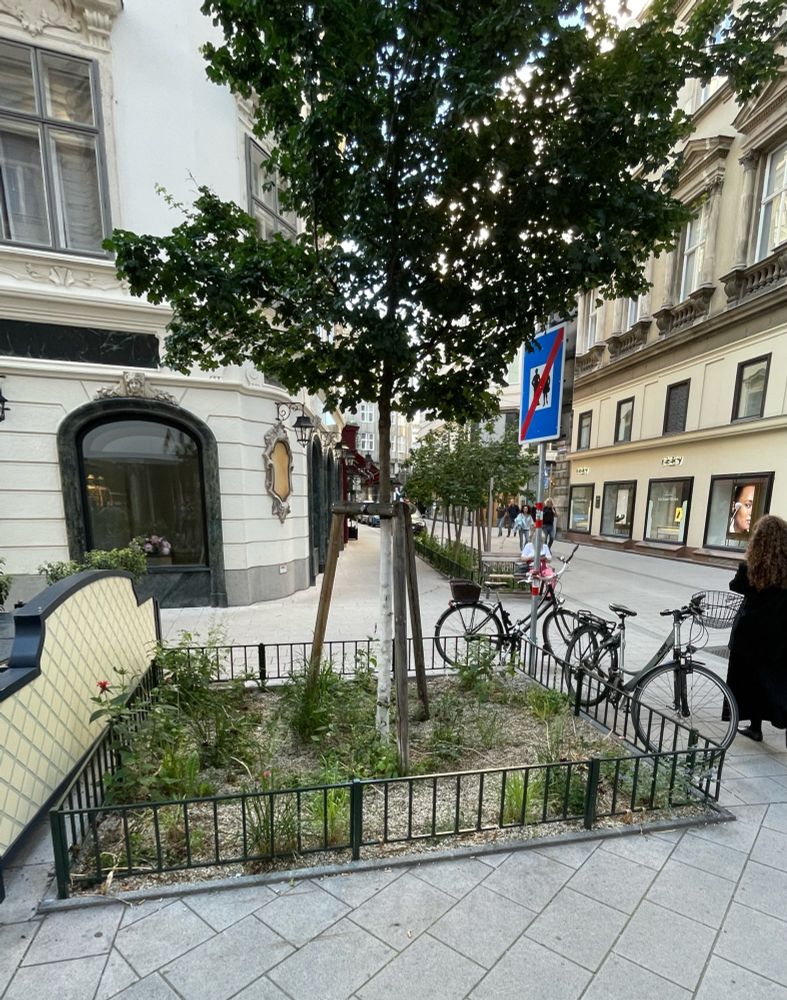 Neue Baumscheiben mit schöner Bepflanzung in Wien hinter der Peterskirche