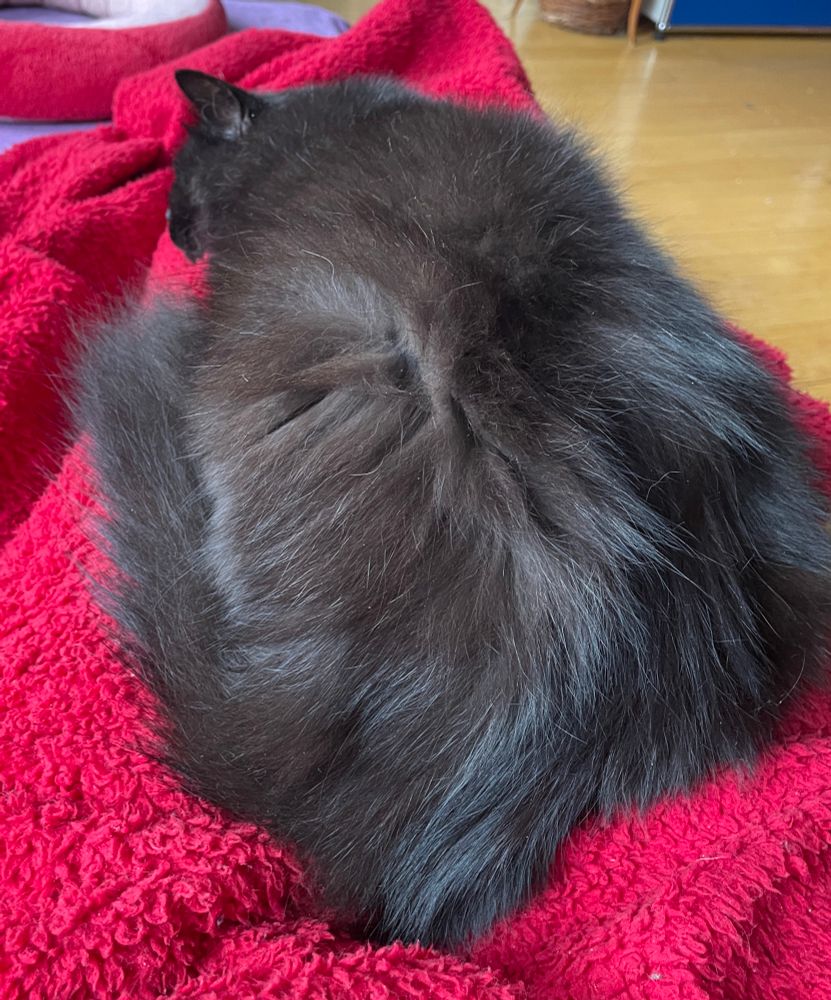 Eddie, der flauschige kleine schwarze Kater, liegt auf meinen Beinen auf der roten Decke und schläft
