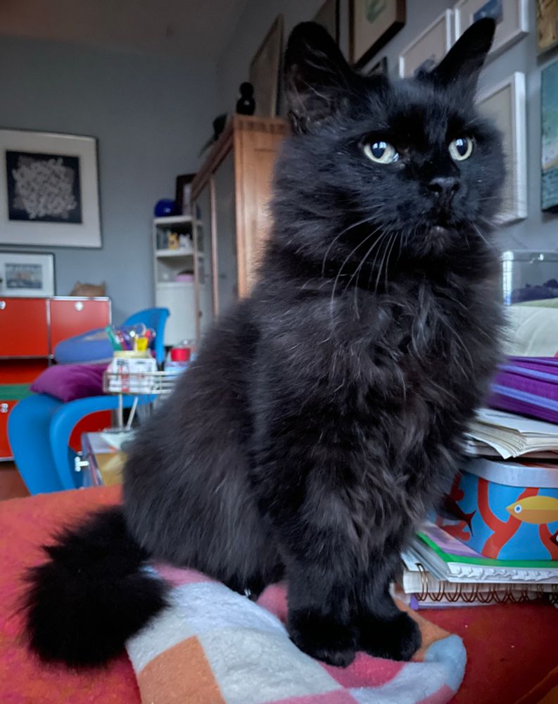 Eddie, der flauschige kleine schwarze Kater, sitzt auf der Wärmeflasche, hinter ihm Krimskrams, ein Schrank, Regale und Bilder an der Wand