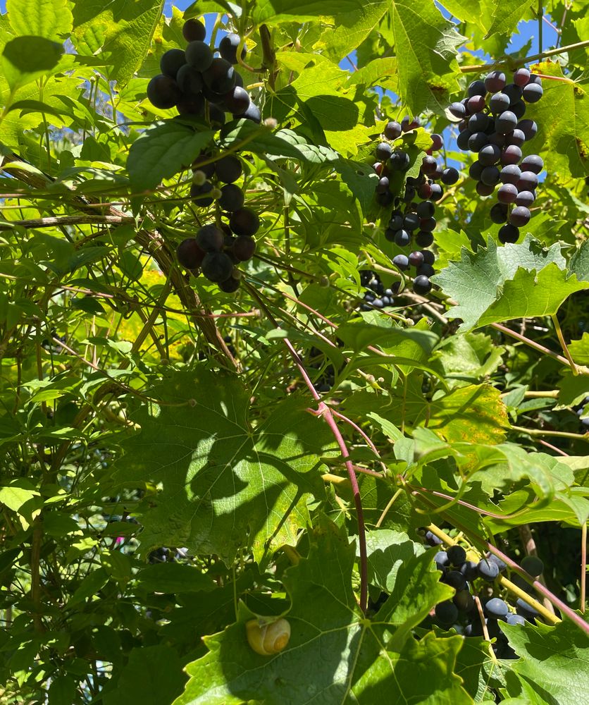 Blick in ein grünes Dickicht mit blauen Muskattrauben, an einem Weinblatt hängt eine kleine, gelb gebänderte Schnecke (die darf da auch bleiben)