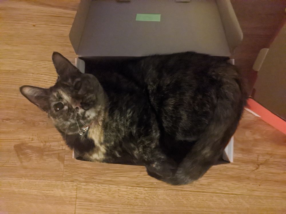 Creeper, cramming herself awkwardly into a shoebox.
