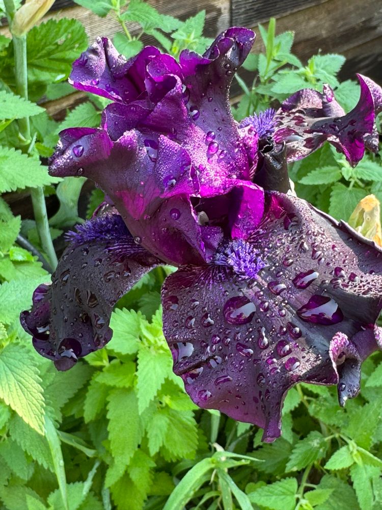 A purple bearded iris with water droplets. Greenery surrounds it