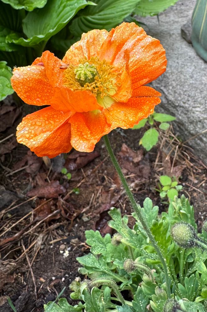 An aged Icelandic poppy flower with small water droplets on all the petals. Pale orange with streaks of white. The green parts of the plant also visible with other flower buds. Dirt, other plants and a granite block visible in the background. 
