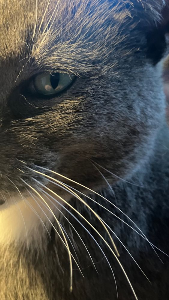 Close up, half face photo of a grey cat with white whiskers