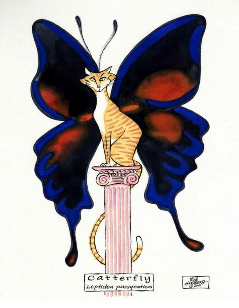 “Catterfly” (leptidea pussycaticus): 
A very rare species, found in various parts of the world, but only on a breeding cycle of every 9 years. A favourite of lepidopterists worldwide. 