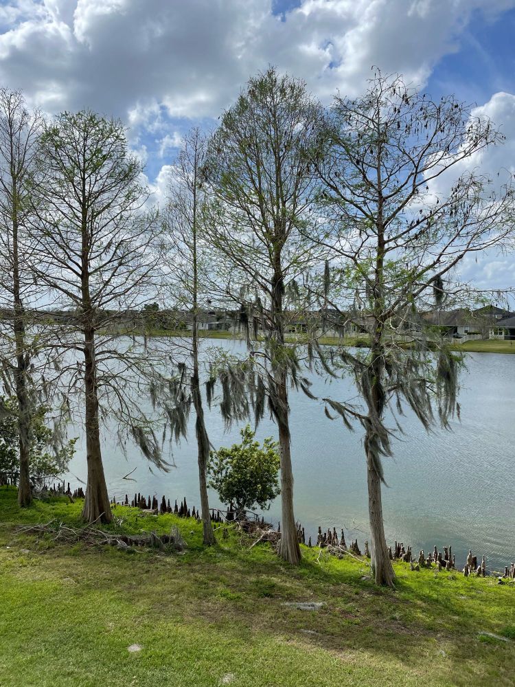 Trees in the foreground and a pond in the background surrounded by houses. 