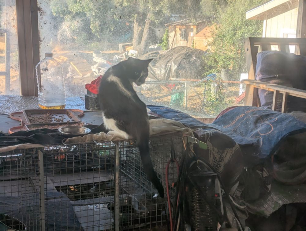 A black cat with a white stripe down his back like a skunk looks over his shoulder at the camera