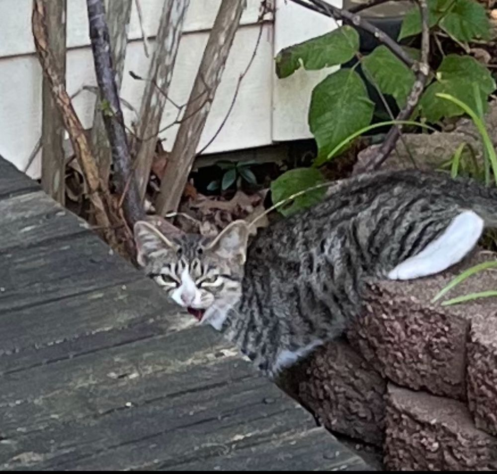 A ferocious-looking four-month-old feral kitten as she hisses while diving for cover under a shed.