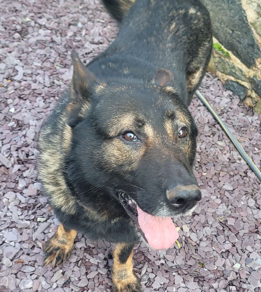A derpy male GSD with his tongue out, standing on some gravel
