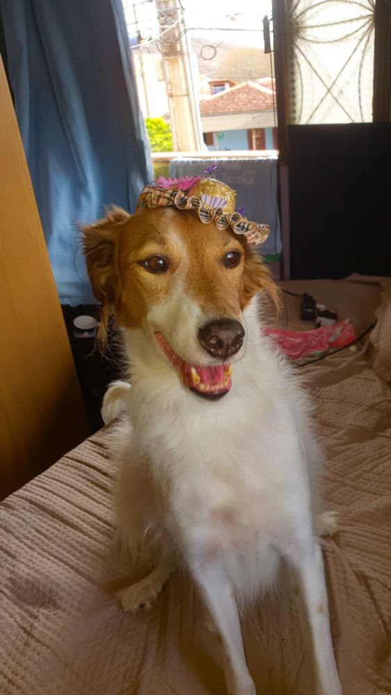 Cachorra nas cores branco e caramelo usando chapéu de palha comum em festas juninas.