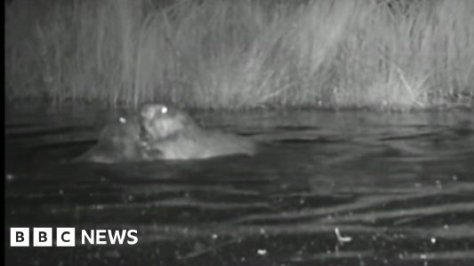 Ealing: First baby beavers born in urban London for 400 years