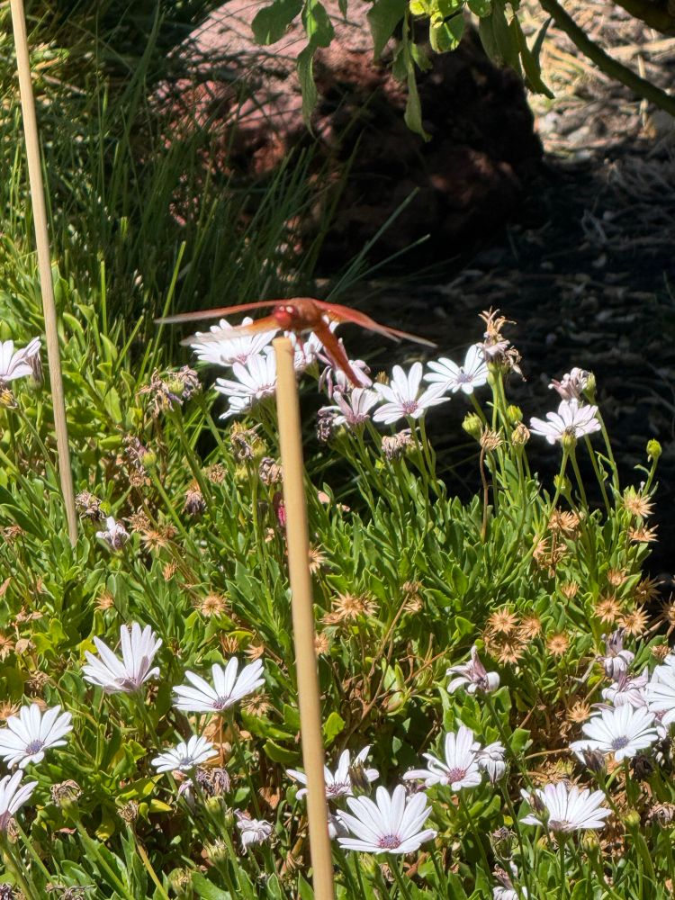 Orange dragonfly on a wooden dowel in front of white flowers. 